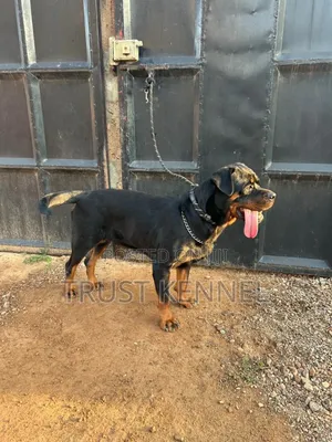 6-12 months Female Purebred Rottweiler