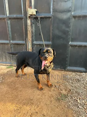 6-12 months Female Purebred Rottweiler
