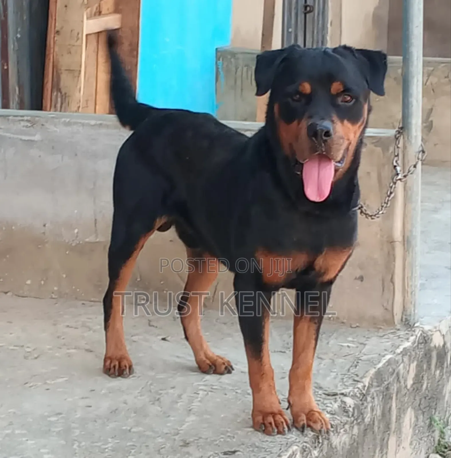 6-12 months Male Purebred Rottweiler