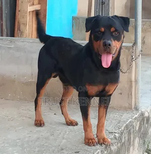 6-12 months Male Purebred Rottweiler