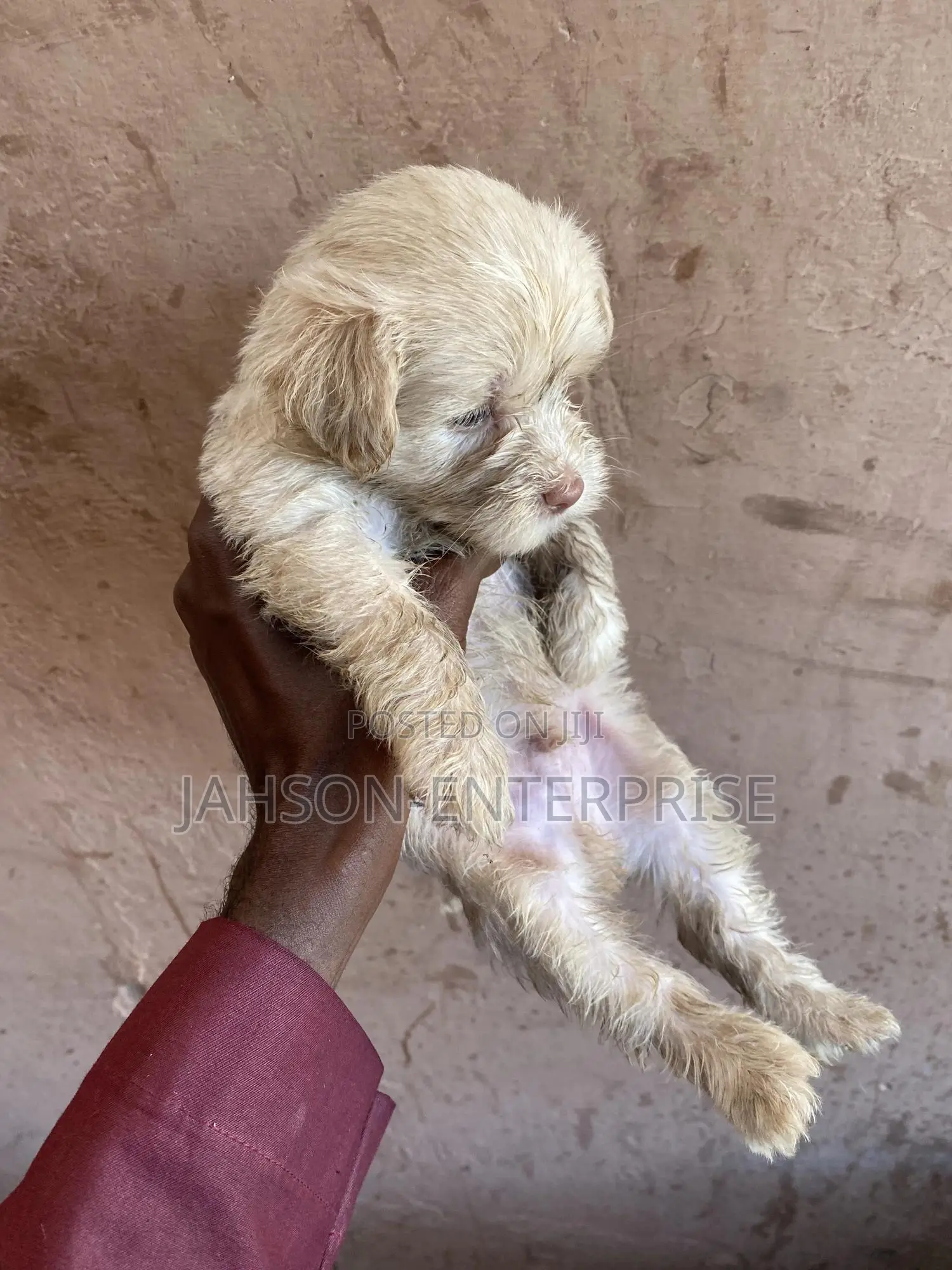 1-3 months Female Purebred Poodle