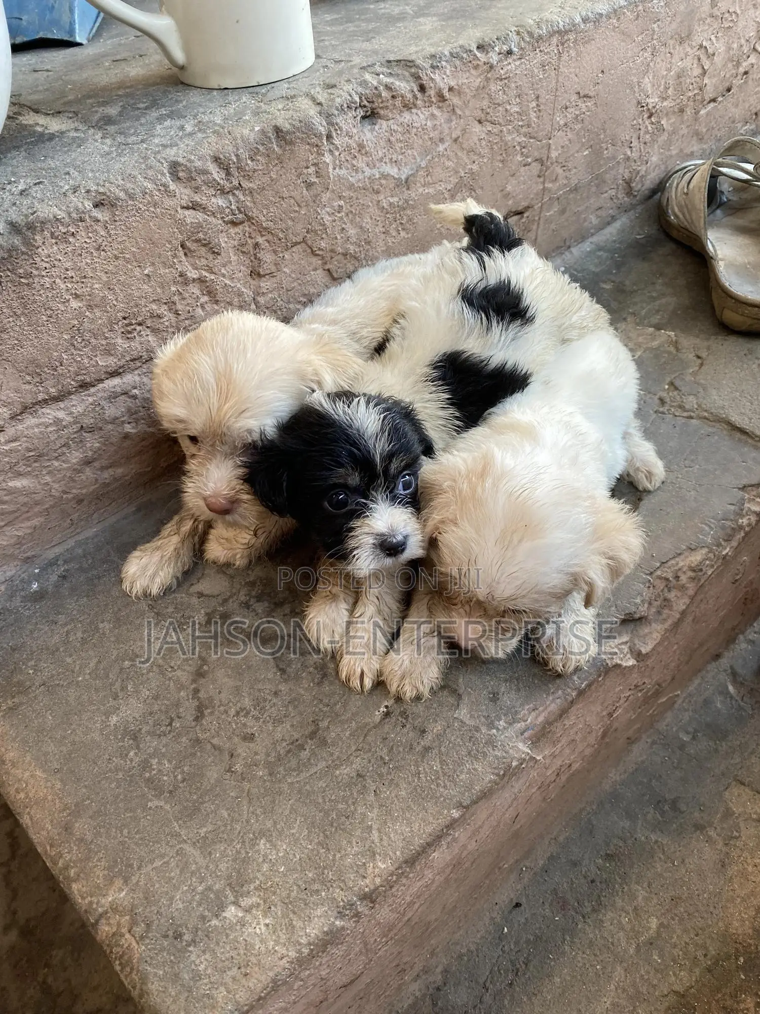 1-3 months Female Purebred Poodle