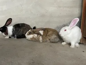 Rabbit for Sale