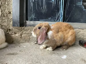 Rabbit for Sale