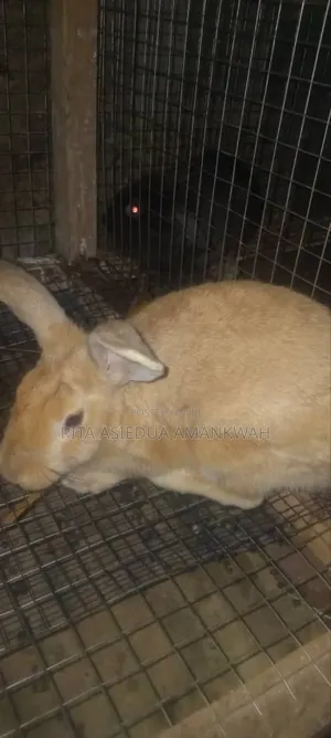 Rabbit for Sale