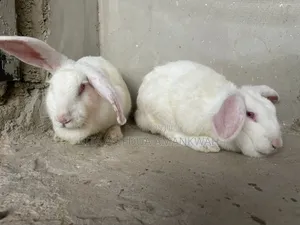 Rabbit for Sale