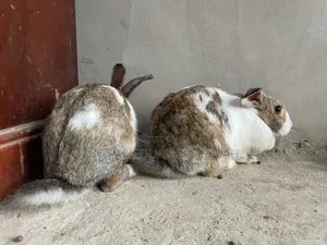 Rabbit for Sale