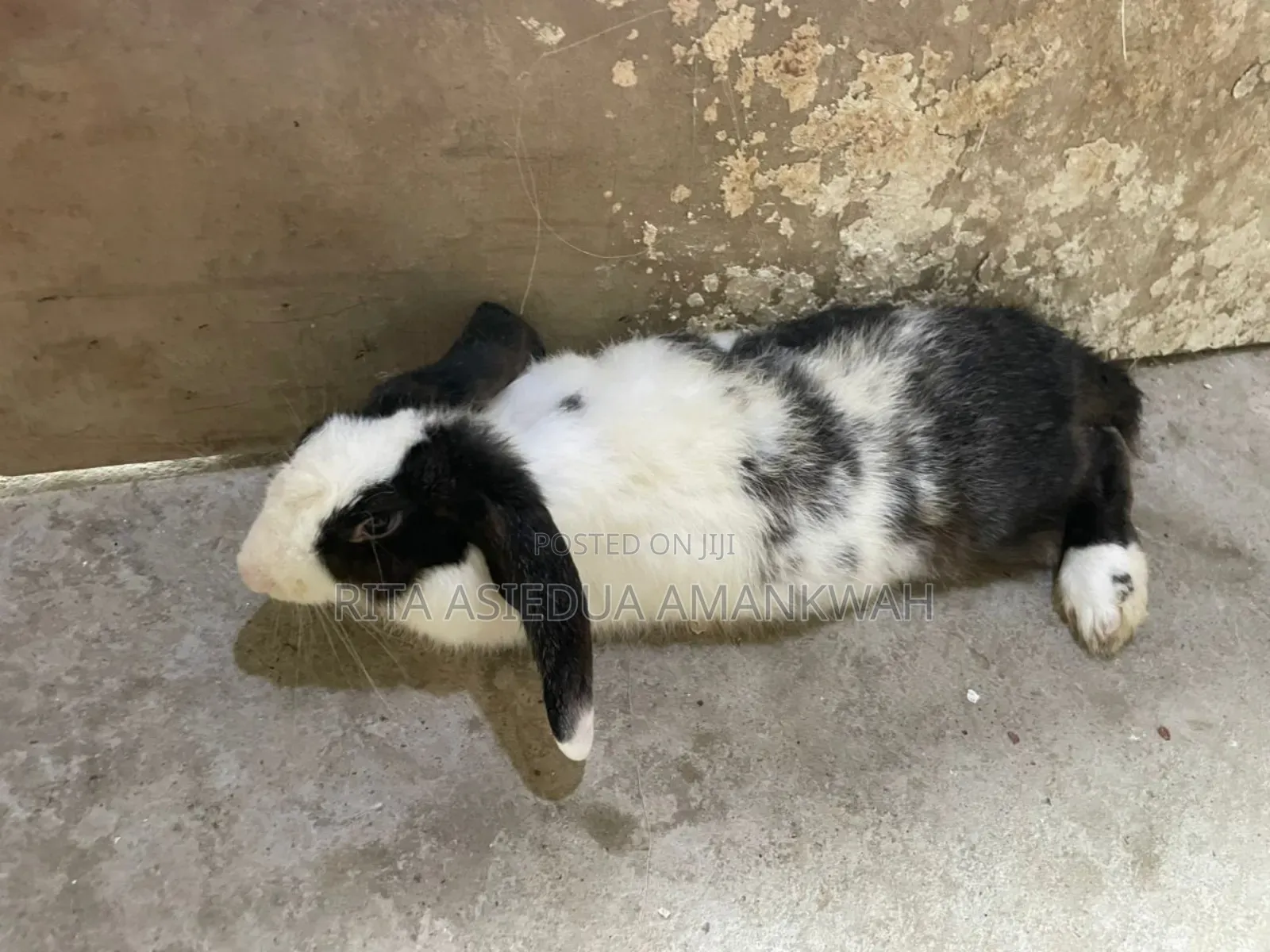 Rabbit for Sale