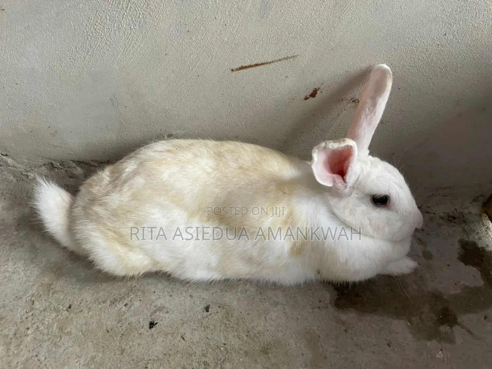 Rabbit for Sale