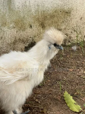 Silkies Chicken for Sale