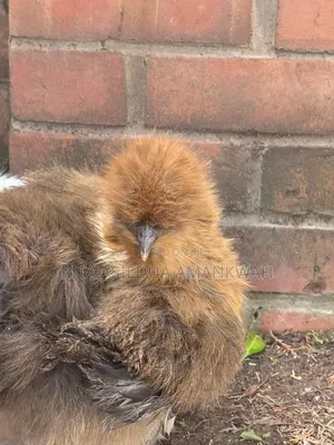 Silkies Chicken for Sale