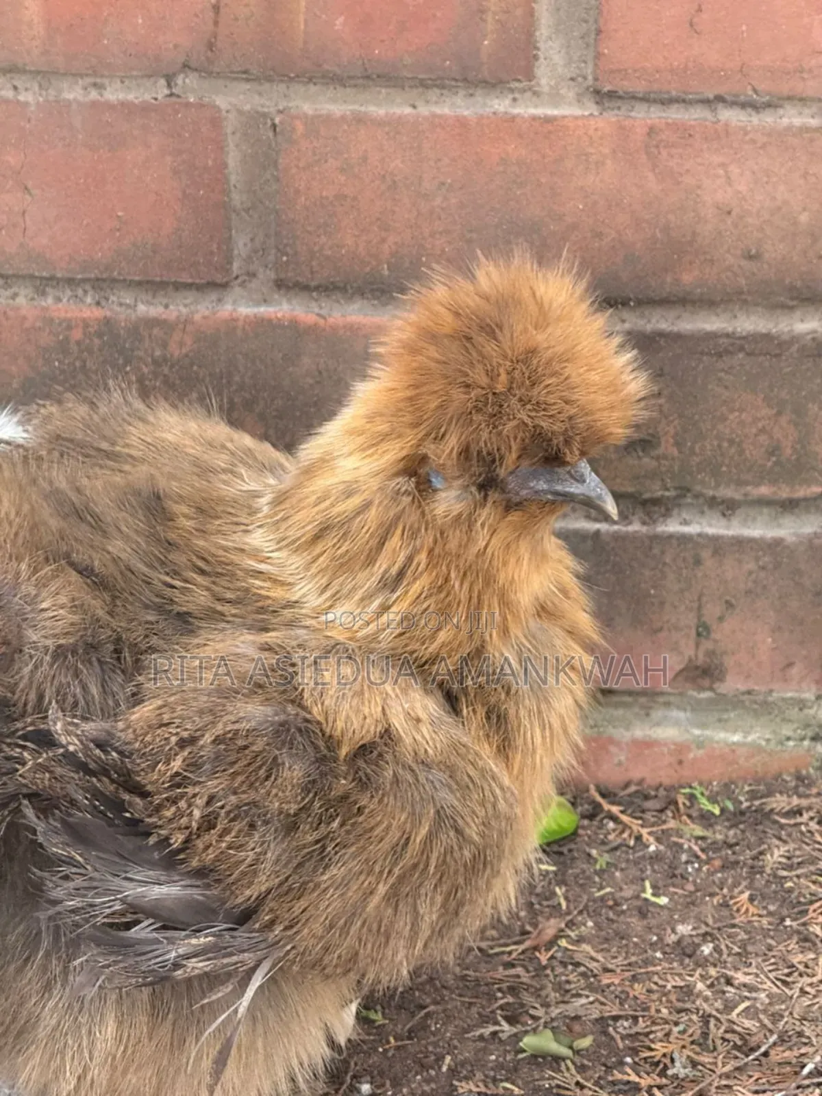 Silkies Chicken for Sale