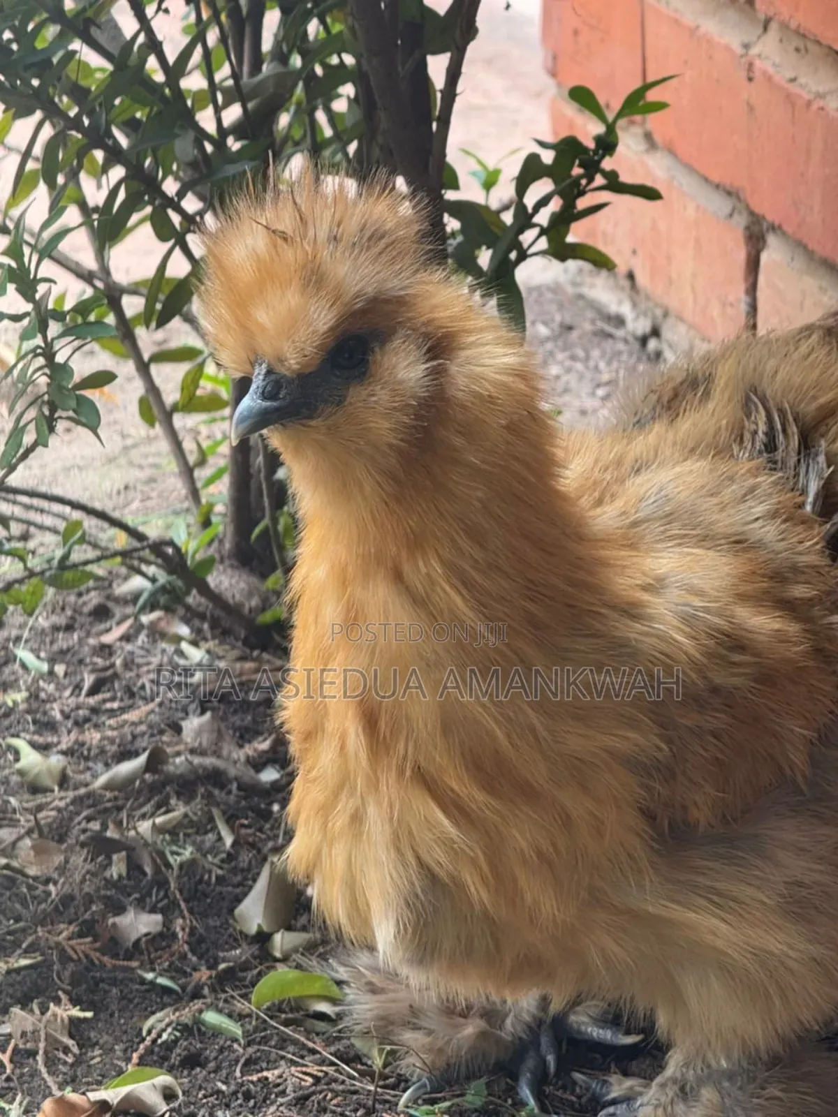 Silkies Chicken for Sale