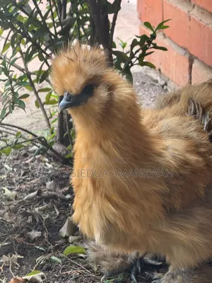 Silkies Chicken for Sale