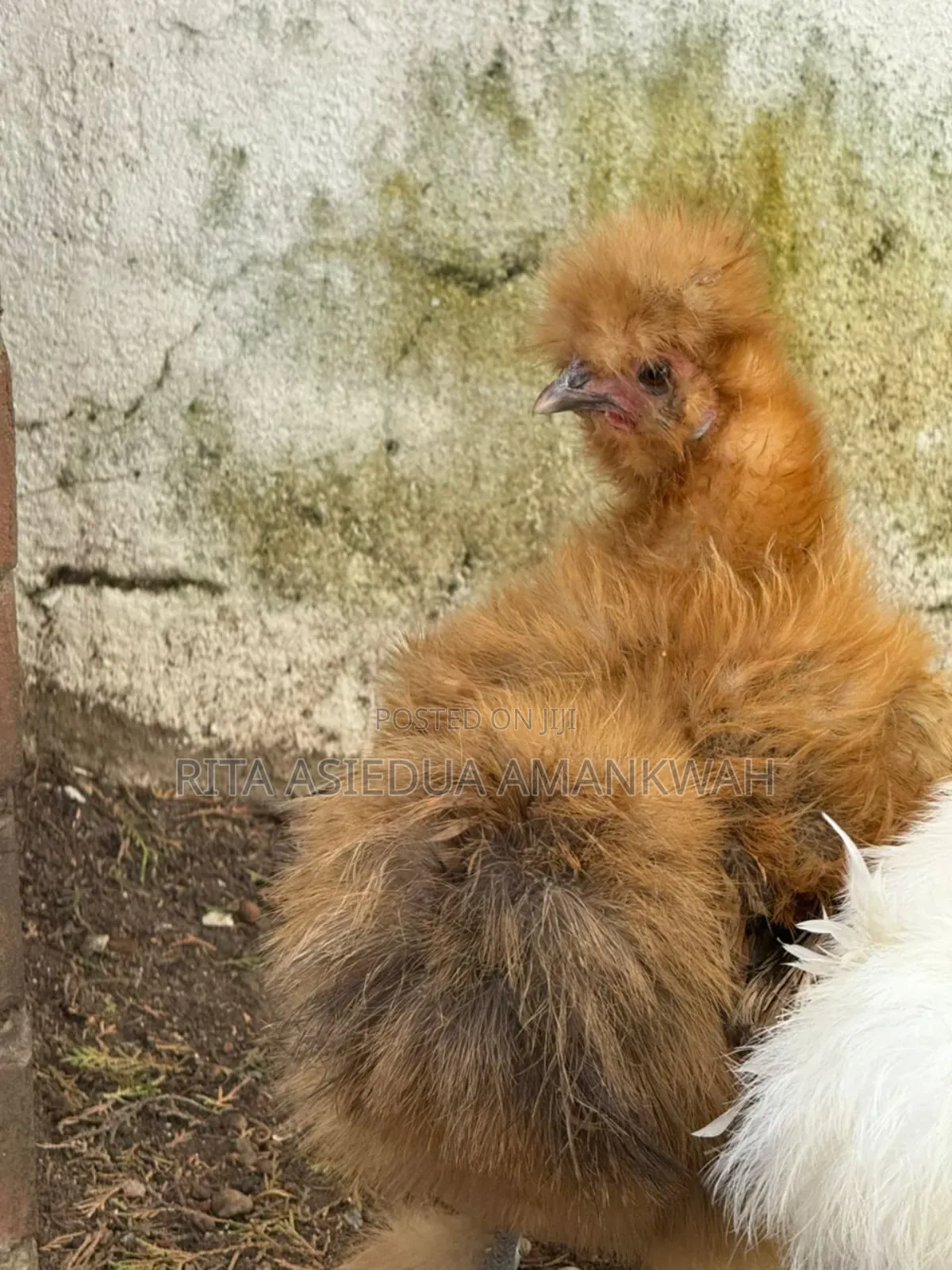 Silkies Chicken for Sale