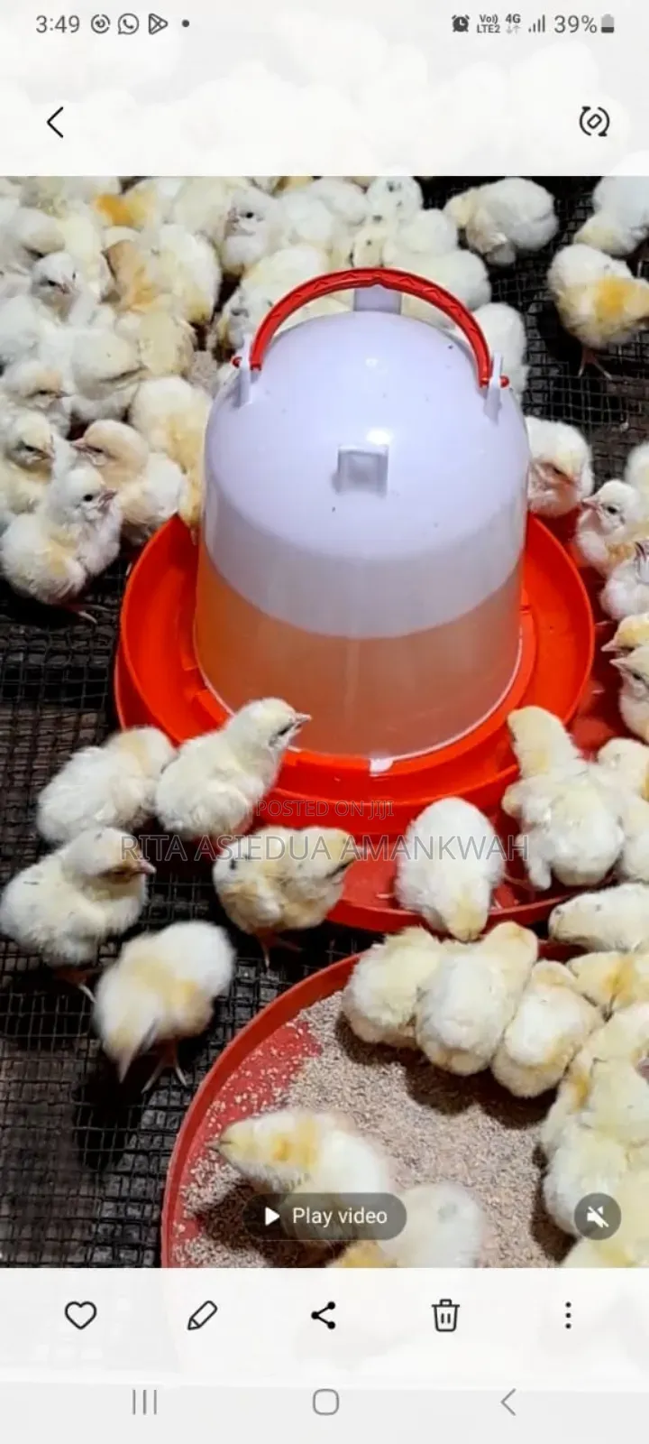 Day Old Chicks Sasso,Kruoiler,Broilers and Layers