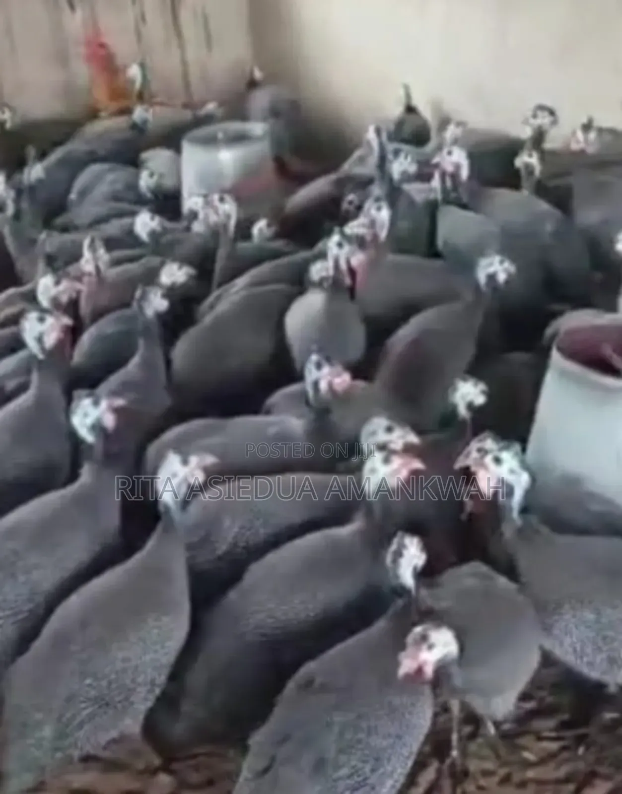 Foreign Guinea Fowl Eggs for Sale(Fertile Eggs)