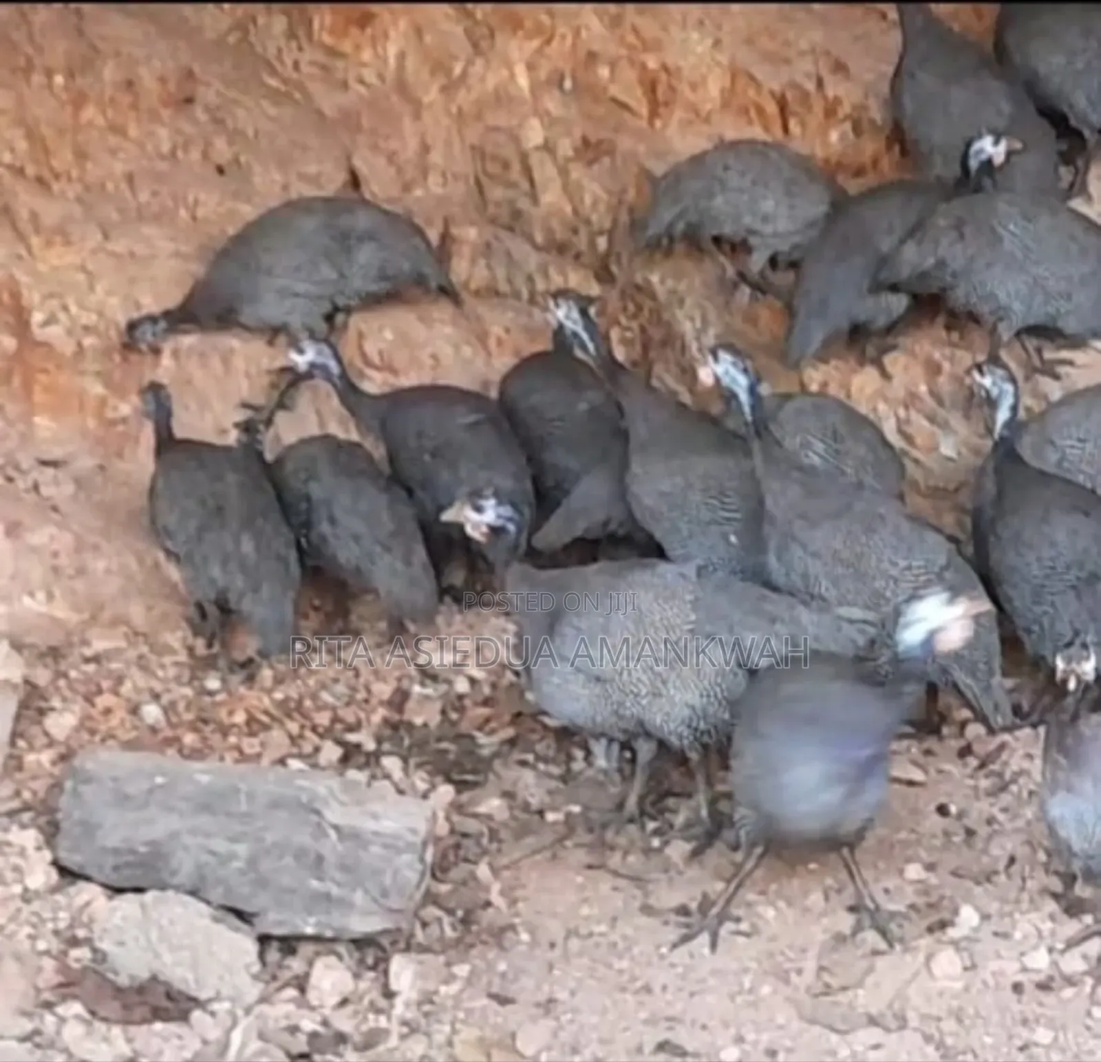 Foreign Guinea Fowl Eggs for Sale(Fertile Eggs)