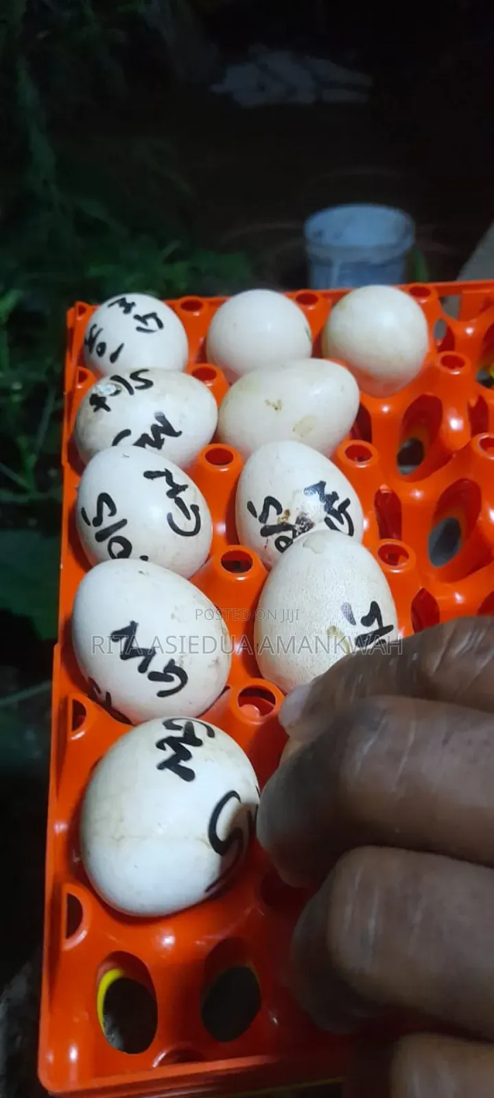 Foreign Guinea Fowl Eggs for Sale(Fertile Eggs)