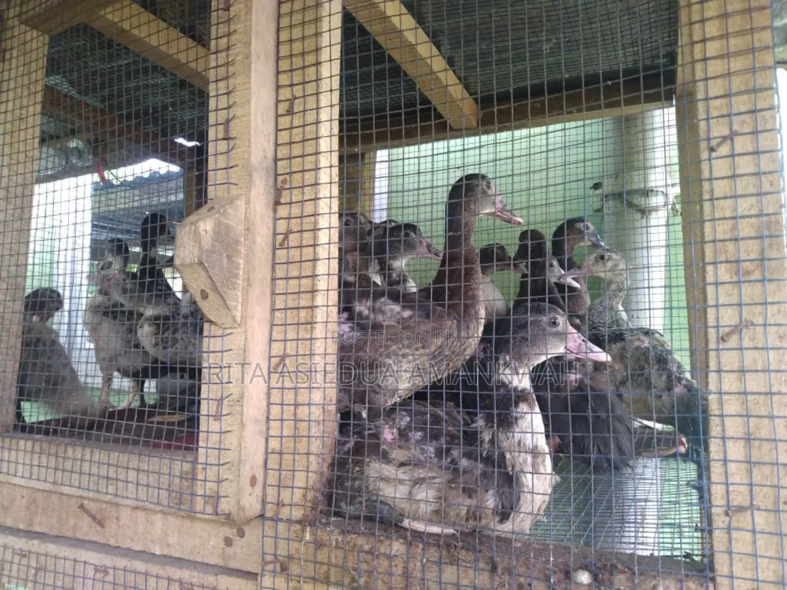 Fertile Muscovy Duck Eggs and Ducklings for Sale