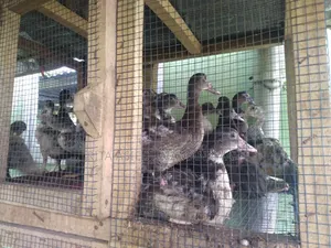 Fertile Muscovy Duck Eggs and Ducklings for Sale