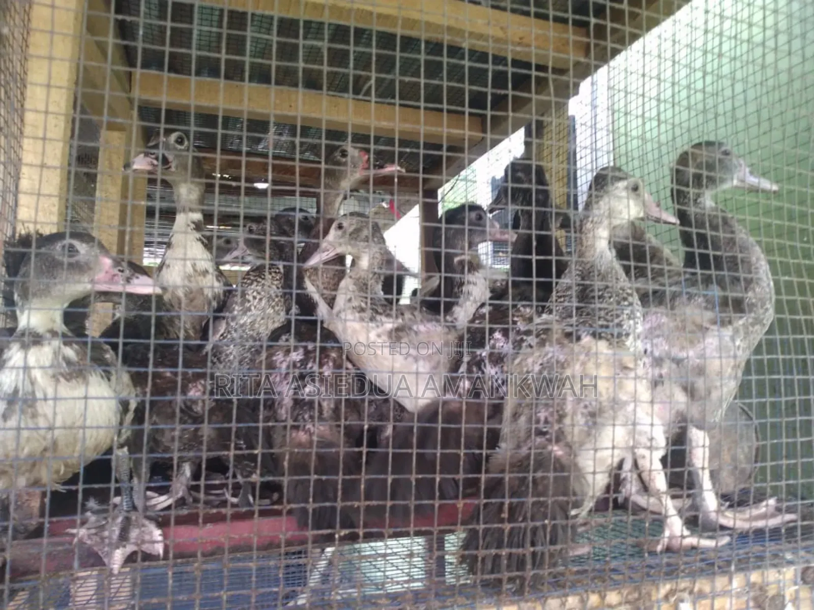 Fertile Muscovy Duck Eggs and Ducklings for Sale