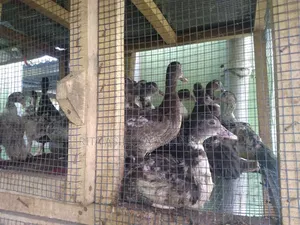 Fertile Muscovy Duck Eggs and Ducklings for Sale