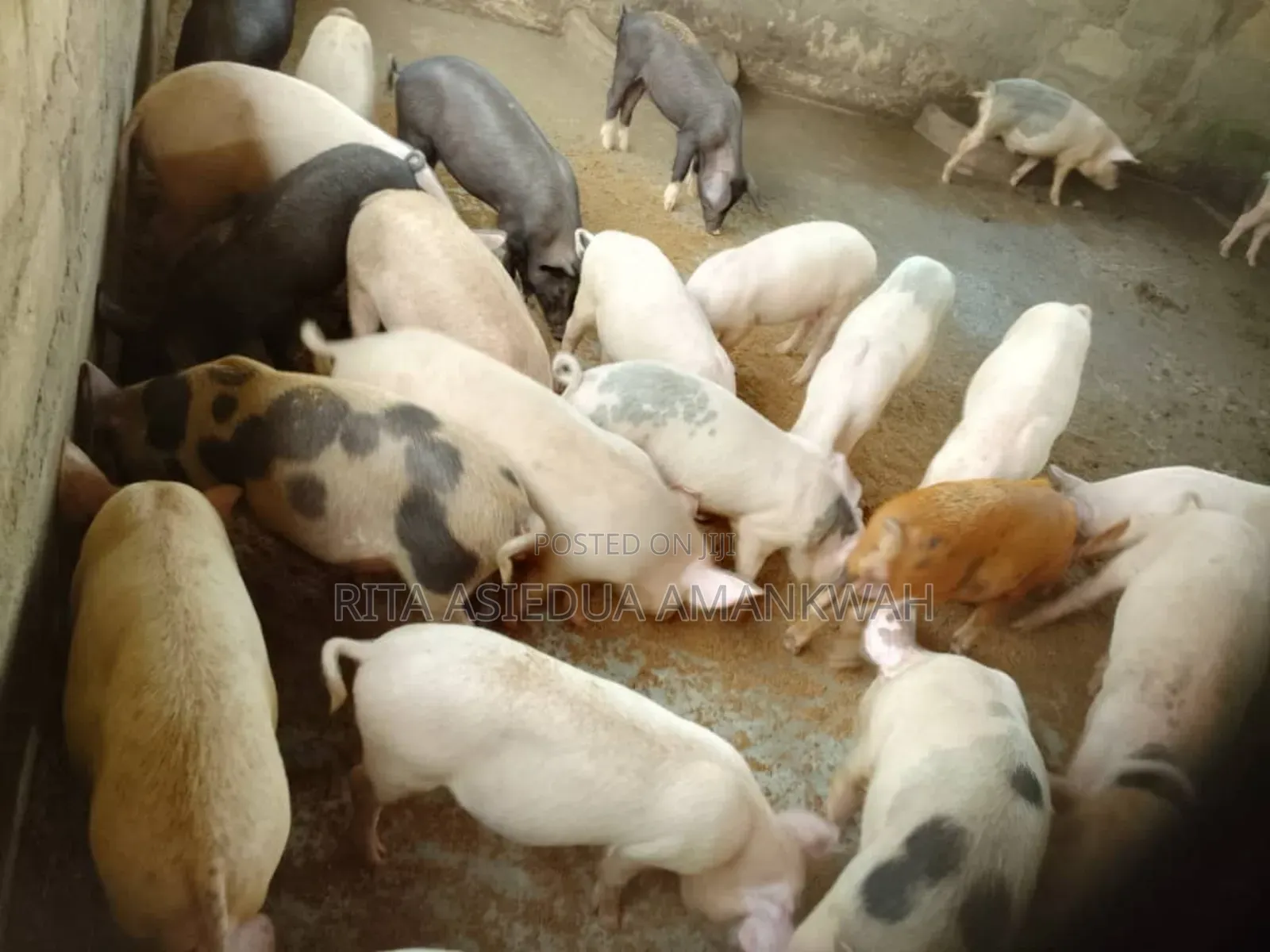 Pigs and Piglets for Sale