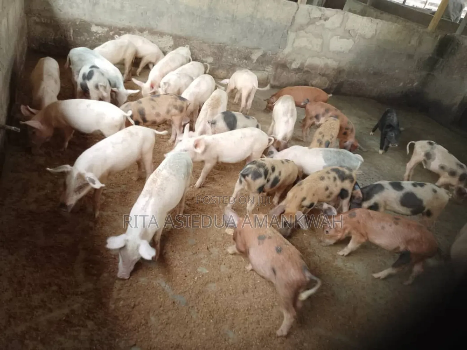 Pigs and Piglets for Sale
