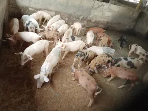 Pigs and Piglets for Sale