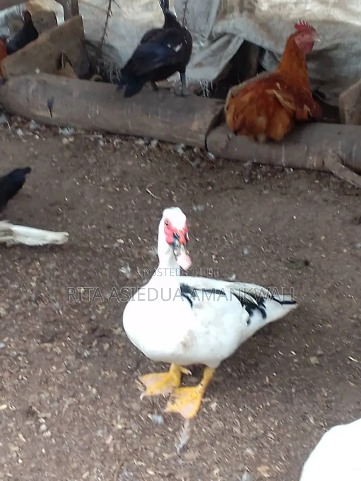 Fertile Muscovy Duck Eggs and Ducklings for Sale