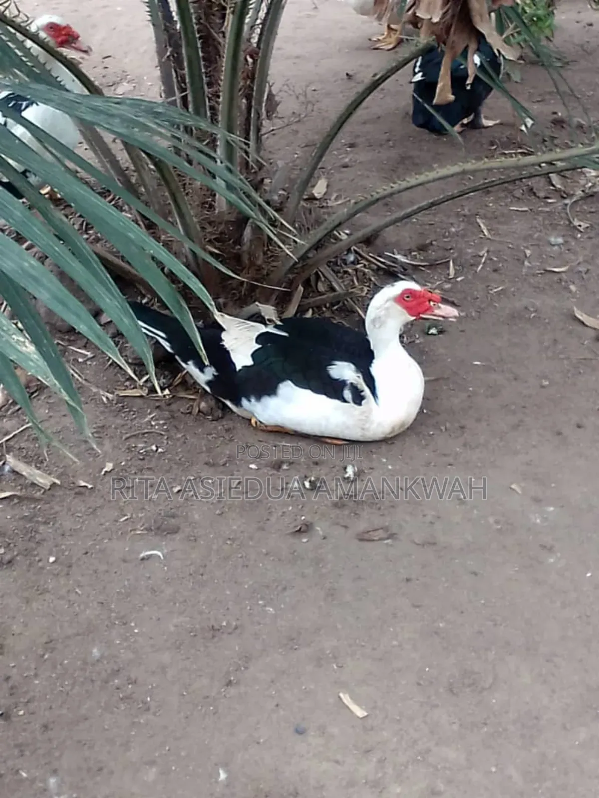 Fertile Muscovy Duck Eggs and Ducklings for Sale