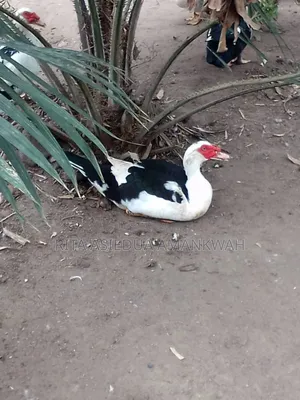 Fertile Muscovy Duck Eggs and Ducklings for Sale