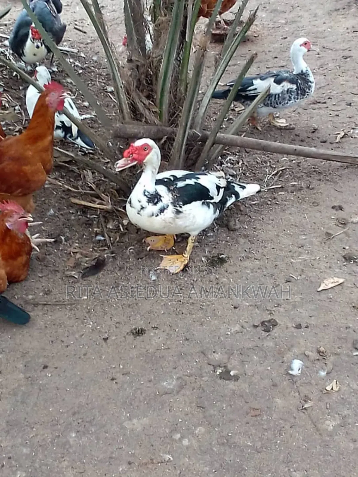 Fertile Muscovy Duck Eggs and Ducklings for Sale