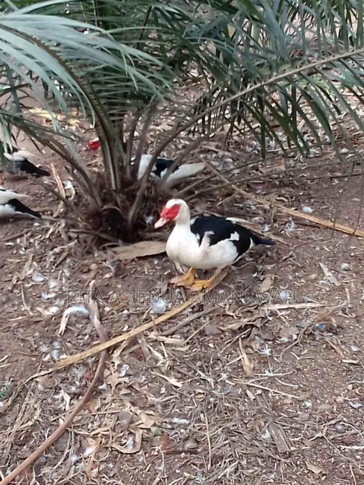 Fertile Muscovy Duck Eggs and Ducklings for Sale