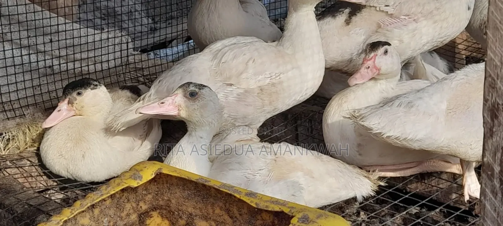 Fertile Muscovy Duck Eggs and Ducklings for Sale