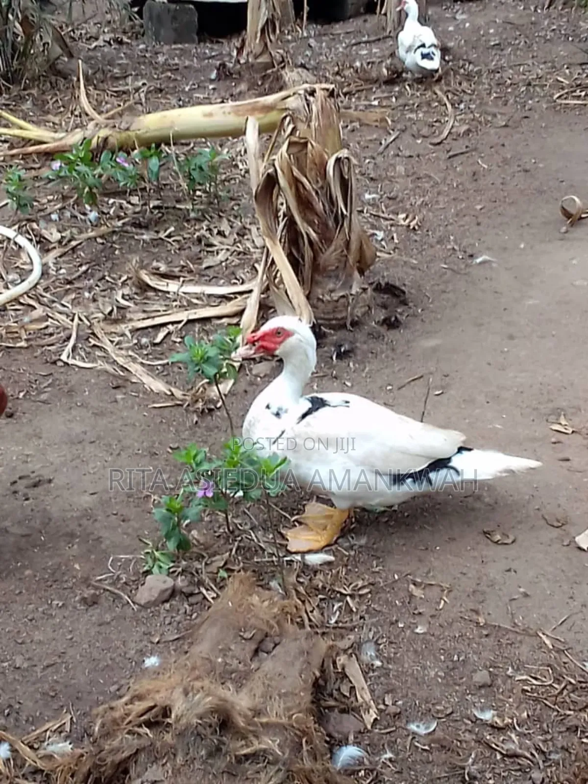 Fertile Muscovy Duck Eggs and Ducklings for Sale