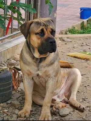 1-3 months Female Purebred Boerboel