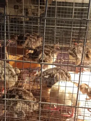 Fast Growing Day Old Turkey Breed Foreign Bbw|Bbw
