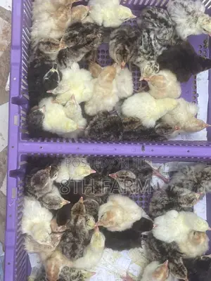 Fast Growing Day Old Turkey Breed Foreign Bbw|Bbw
