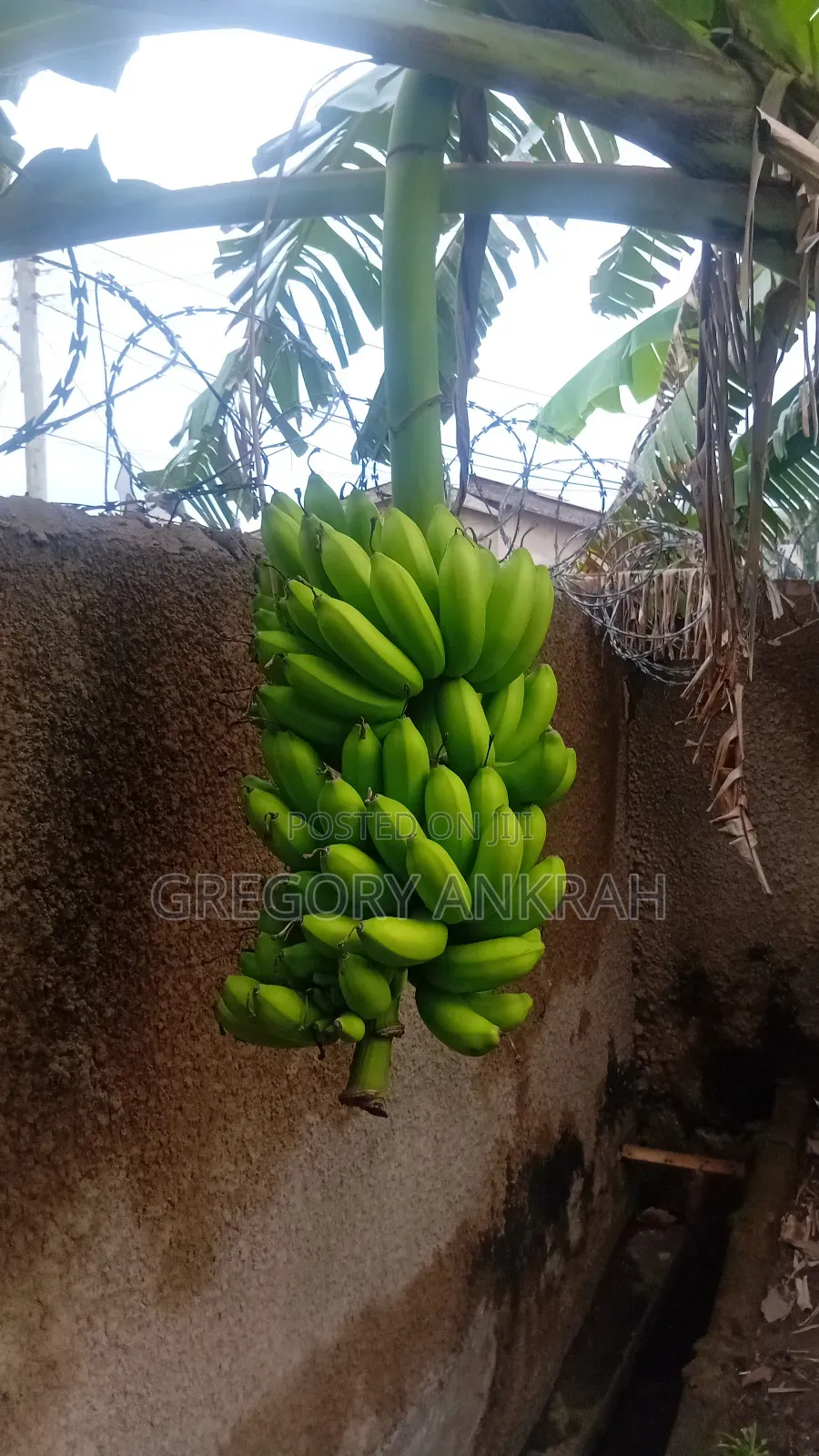 Fat Banana 