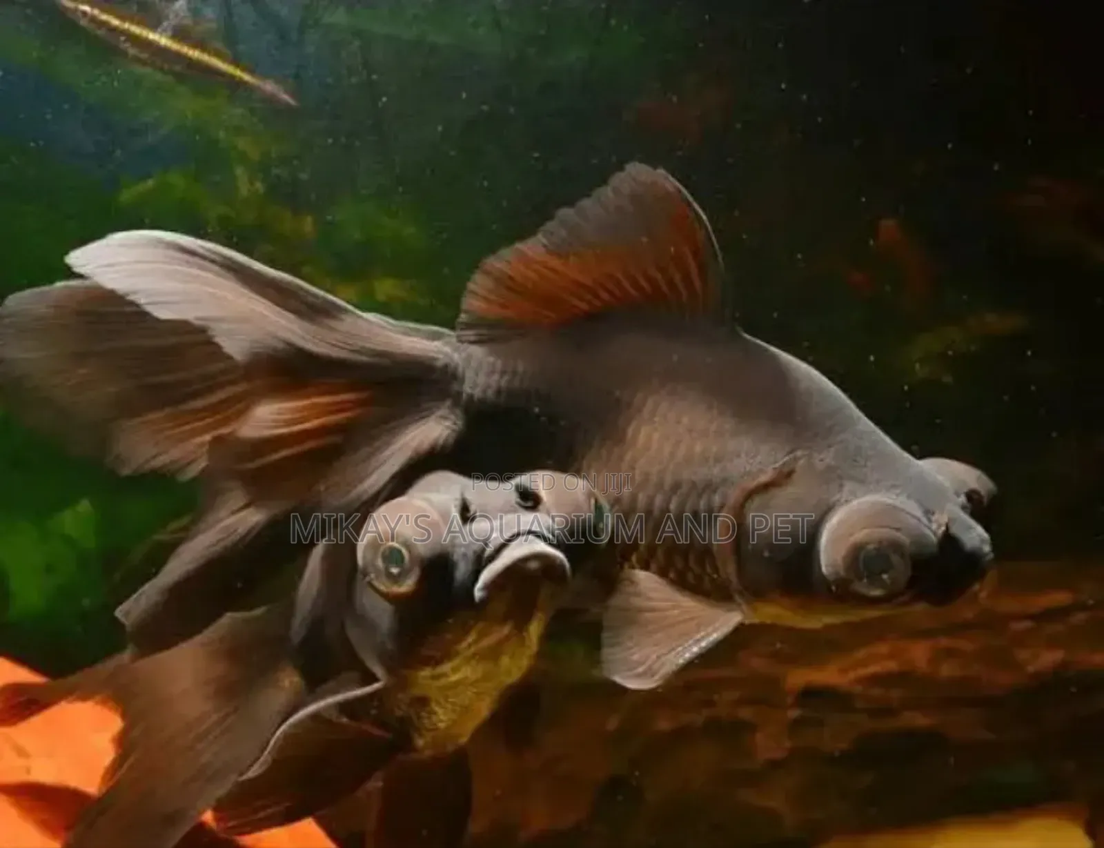 Blackmore Fishes