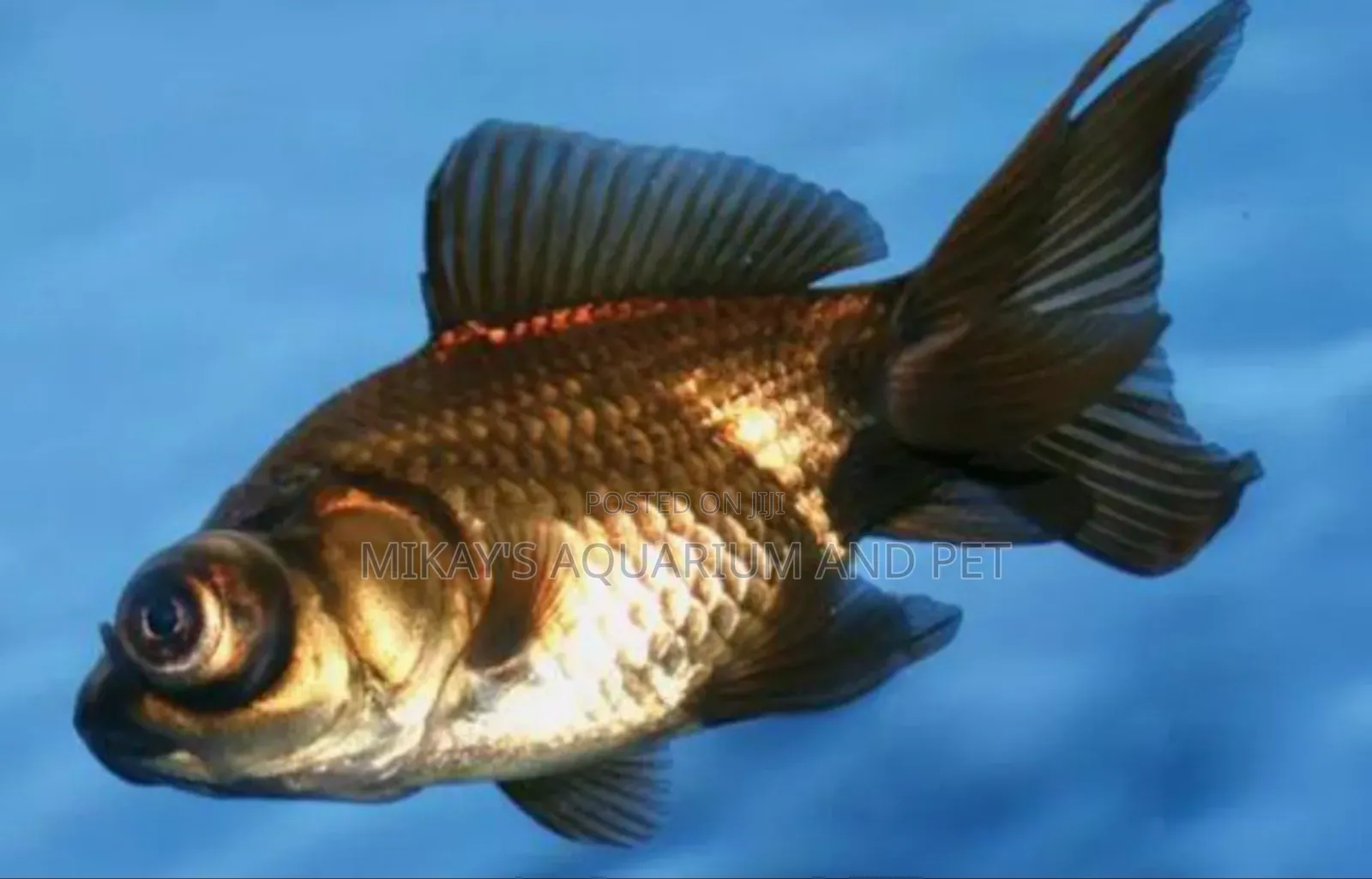 Blackmore Fishes