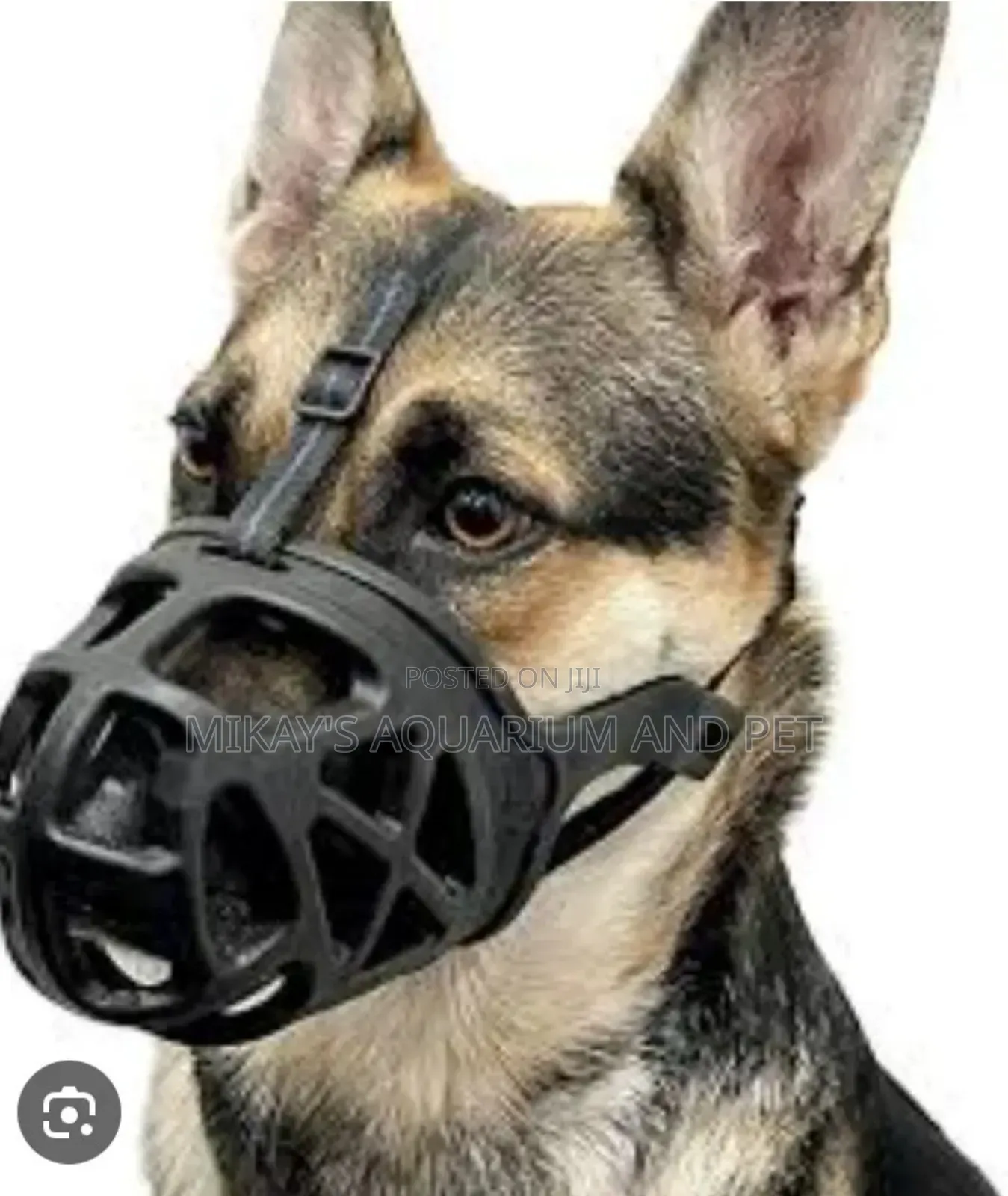 Dog Mouth Guard