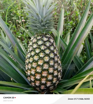 Smooth Cayenne Pineapple for Sale.