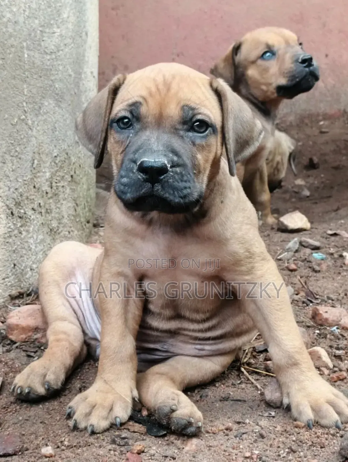 1-3 months Female Purebred Boerboel