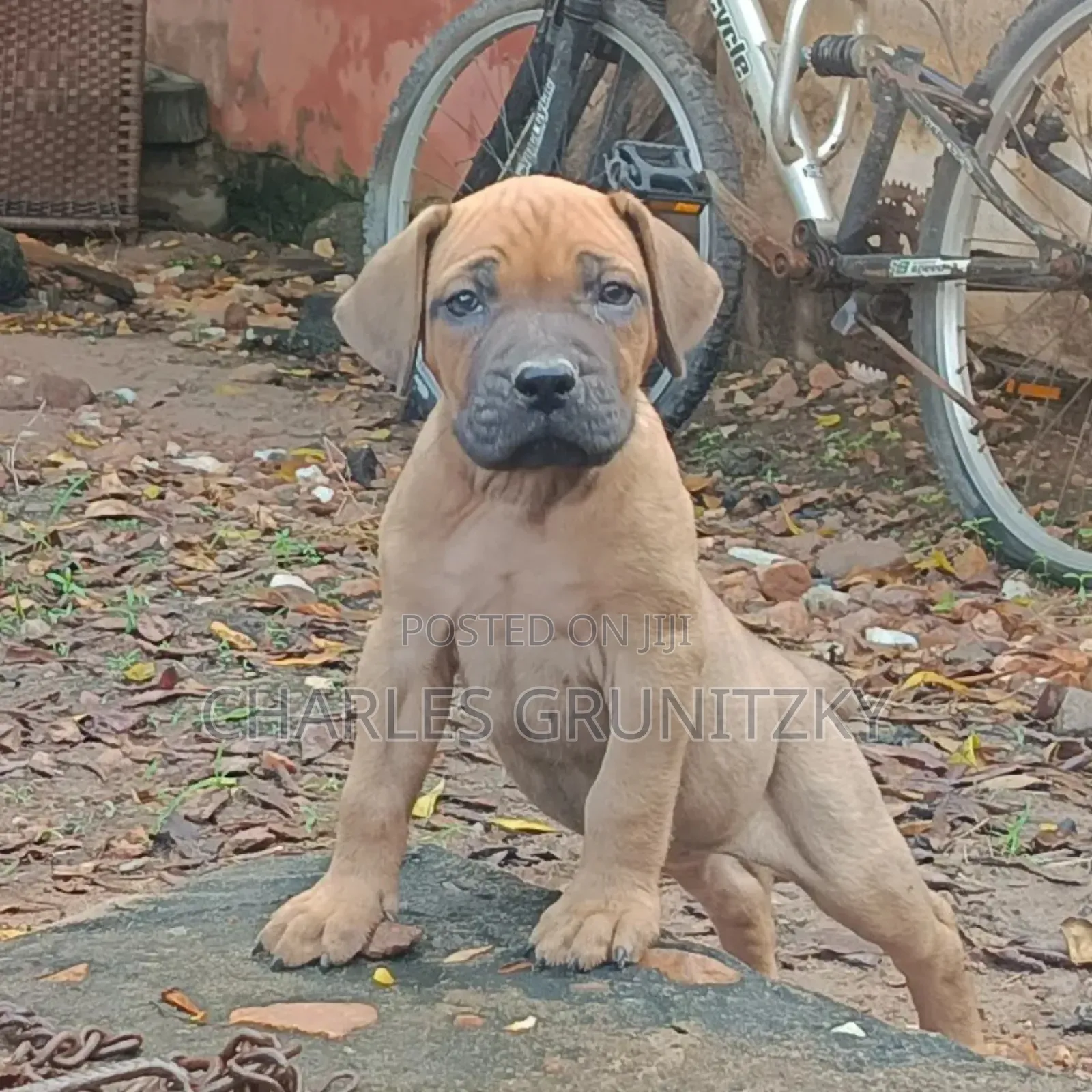 1-3 months Male Purebred Boerboel