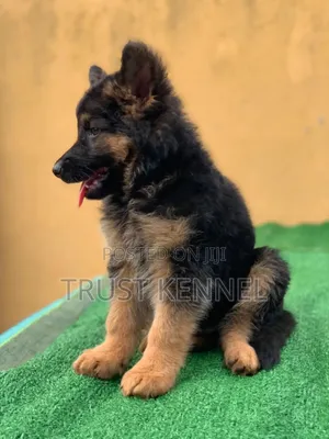 1-3 months Female Purebred German Shepherd