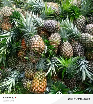 Smooth Cayenne Pineapple for Sale.
