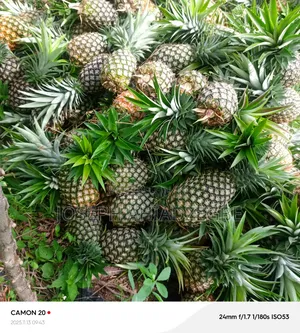 Smooth Cayenne Pineapple for Sale.